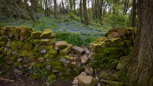 This landscape photograph shows a dry stone wall in the foreground, covered in moss and weathered by time, with a forest of tall trees behind it. The ground beyond the wall is densely carpeted with vibrant bluebells, indicating the spring season, as their blooms are typically seen at this time of year. Soft, natural daylight typical of late morning illuminates the scene, highlighting the rich green foliage and the colors of the bluebells amongst the trees. The photograph captures the tranquil atmosphere of a forest setting, with the dry stone wall acting as a visual element that separates the viewer from the woodland beyond.